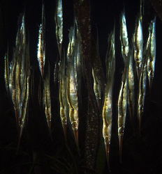razor fishes, ... with a little help from my friend "dusk... by Henry Jager 